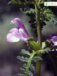 Attēlu rezultāti vaicājumam “Pedicularis palustris flower”