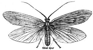 Attēlu rezultāti vaicājumam “Phryganeidae”