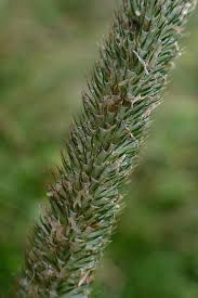 Attēlu rezultāti vaicājumam “Phleum pratense”