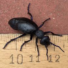 Attēlu rezultāti vaicājumam “Meloe sp.”