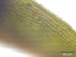 Attēlu rezultāti vaicājumam “Dichodontium pellucidum”