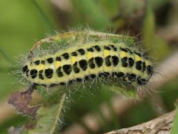 Attēlu rezultāti vaicājumam “Zygaena lonicerae larva”