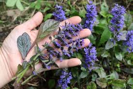 Attēlu rezultāti vaicājumam “Ajuga genevensis leaf”