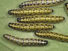 Attēlu rezultāti vaicājumam “Pieris brassicae larva”