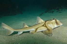 Image result for Heterodontus portusjacksoni