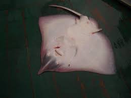 Image result for Rostroraja alba