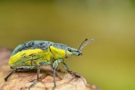 Attēlu rezultāti vaicājumam “Chlorophanus viridis”