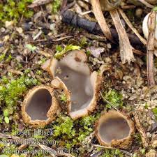 Attēlu rezultāti vaicājumam “Geopora arenicola”