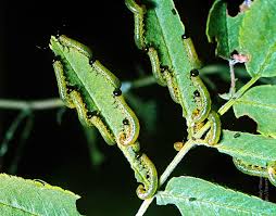 Attēlu rezultāti vaicājumam “Nematus salicis”