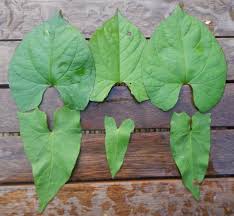 Attēlu rezultāti vaicājumam “Calystegia inflata leaf”