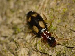 Attēlu rezultāti vaicājumam “Dromius quadrimaculatus”