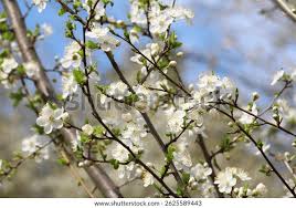 Attēlu rezultāti vaicājumam “Prunus cerasifera var. divaricata bud”