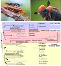 Attēlu rezultāti vaicājumam “Lymexylidae”