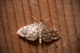 Attēlu rezultāti vaicājumam “Anania stachydalis”