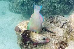 Image result for Chlorurus perspicillatus