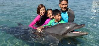 Image result for Adventure Dolphin