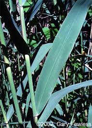 Attēlu rezultāti vaicājumam “Phragmites communis leaf”