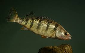 Image result for Perca flavescens