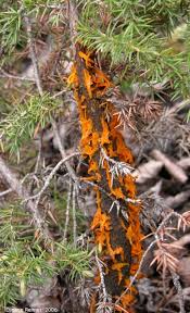 Attēlu rezultāti vaicājumam “Gymnosporangium sp.”