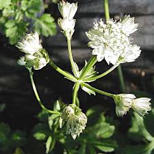 Attēlu rezultāti vaicājumam “Astrantia major”