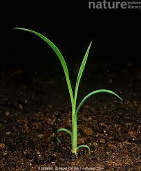 Attēlu rezultāti vaicājumam “Echinochloa crus-galli”