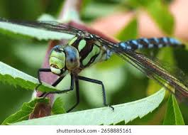 Attēlu rezultāti vaicājumam “Aeshna viridis”