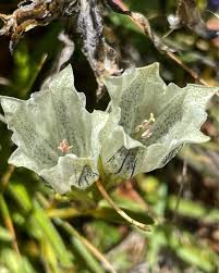 Attēlu rezultāti vaicājumam “Stemonitopsis aequalis (var. aequalis) stalked”