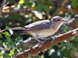 Attēlu rezultāti vaicājumam “Sylvia borin nest”