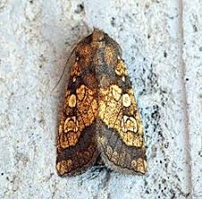 Attēlu rezultāti vaicājumam “Gortyna flavago”