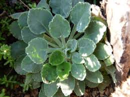 Image result for Campanula formanekiana