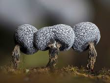 Attēlu rezultāti vaicājumam “Physarum psittacinum spores”