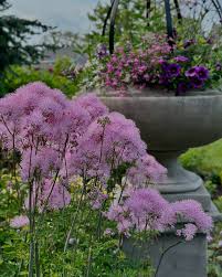 Attēlu rezultāti vaicājumam “Thalictrum aquilegifolium”