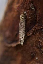 Attēlu rezultāti vaicājumam “Taleporia tubulosa”