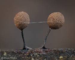 Attēlu rezultāti vaicājumam “Collaria rubens”