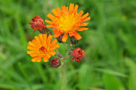 Attēlu rezultāti vaicājumam “Pilosella aurantiaca flower”