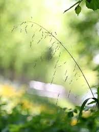 Attēlu rezultāti vaicājumam “Milium effusum leaf”