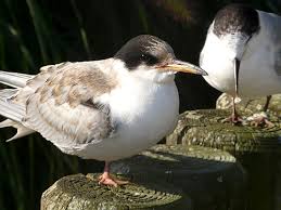 Attēlu rezultāti vaicājumam “Sterna hirundo”
