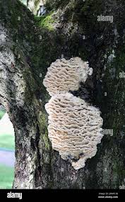 Attēlu rezultāti vaicājumam “Climacodon septentrionalis”