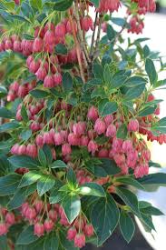 Attēlu rezultāti vaicājumam “Enkianthus chinensis”