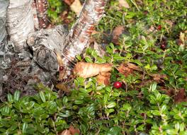 Attēlu rezultāti vaicājumam “Vaccinium vitis-idaea leaf”