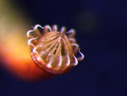 Attēlu rezultāti vaicājumam “Amblystegium serpens macro”