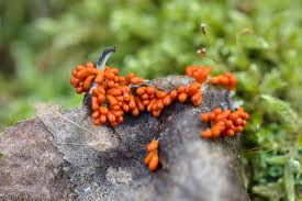 Attēlu rezultāti vaicājumam “Leocarpus fragilis macro”