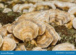 Attēlu rezultāti vaicājumam “Trametes ochracea”