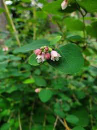 Attēlu rezultāti vaicājumam “Symphoricarpos albus flower”