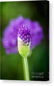 Attēlu rezultāti vaicājumam “Allium holandicum bud”