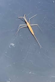 Attēlu rezultāti vaicājumam “Nepa cinerea nymph”