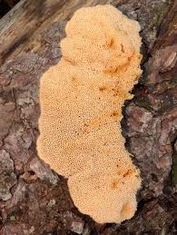 Attēlu rezultāti vaicājumam “Pycnoporellus fulgens”