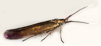 Attēlu rezultāti vaicājumam “Coleophora alticolella”