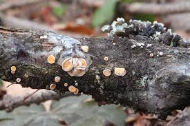 Attēlu rezultāti vaicājumam “Lachnellula willkommii”