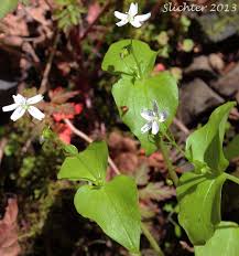Attēlu rezultāti vaicājumam “Claytonia sibirica flower”